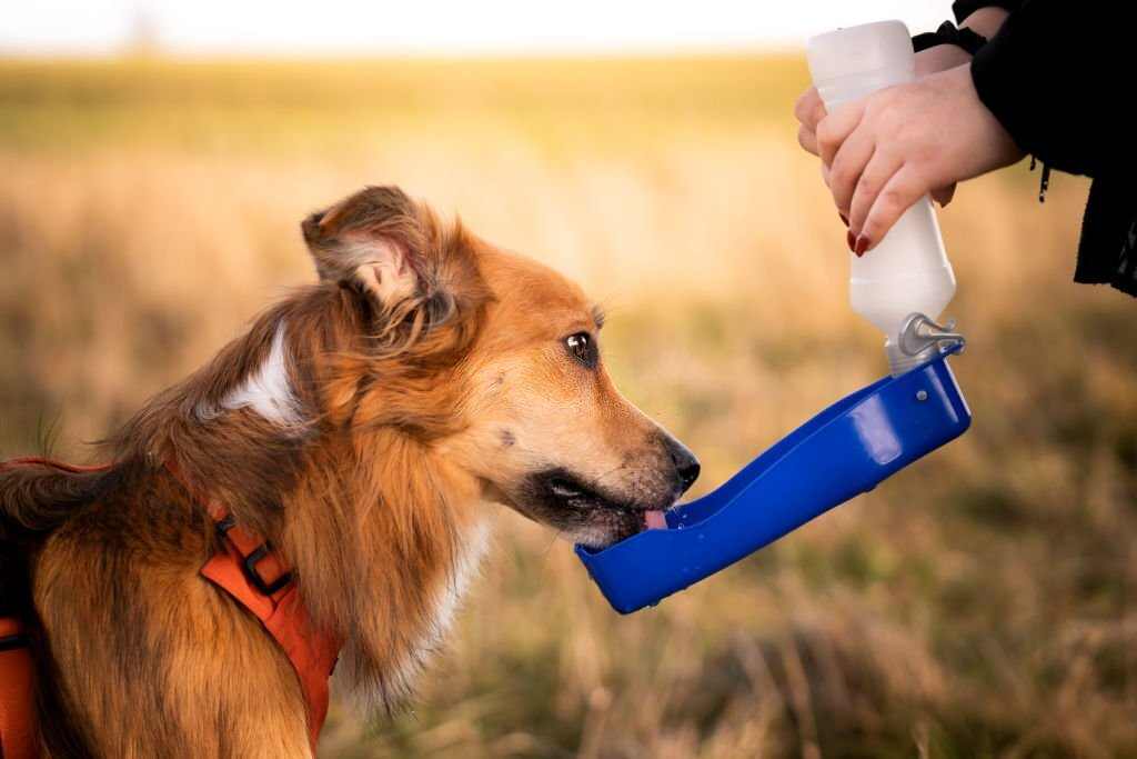 Asobu Dog Water Bottle